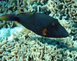Love the colors of this Blue Triggerfish. Taken in Moorea... by Tom Blackburn 